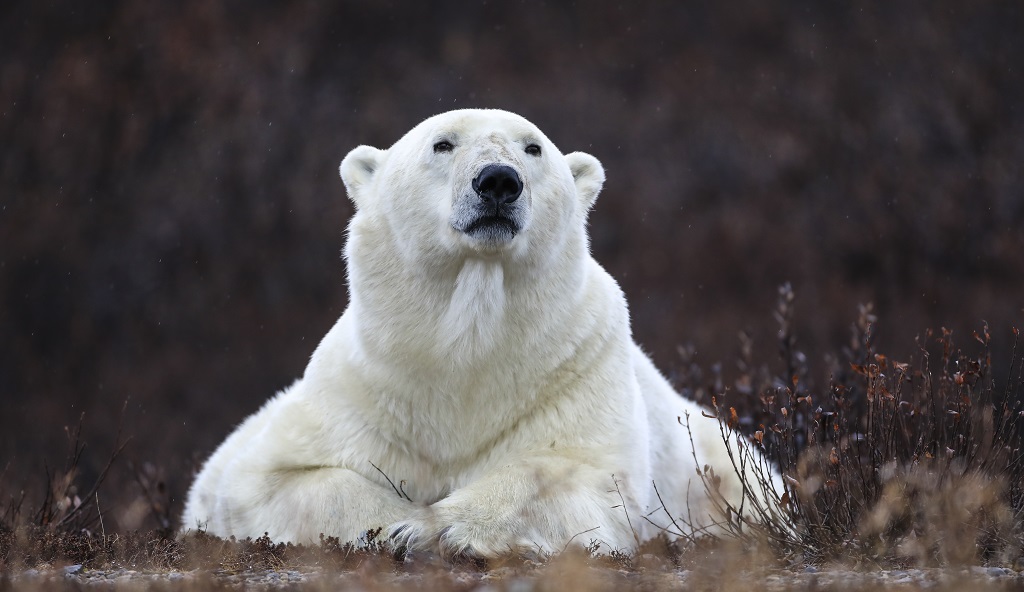 Regal polar bear. Nanuk Polar Bear Lodge. Sheree Jensen photo.