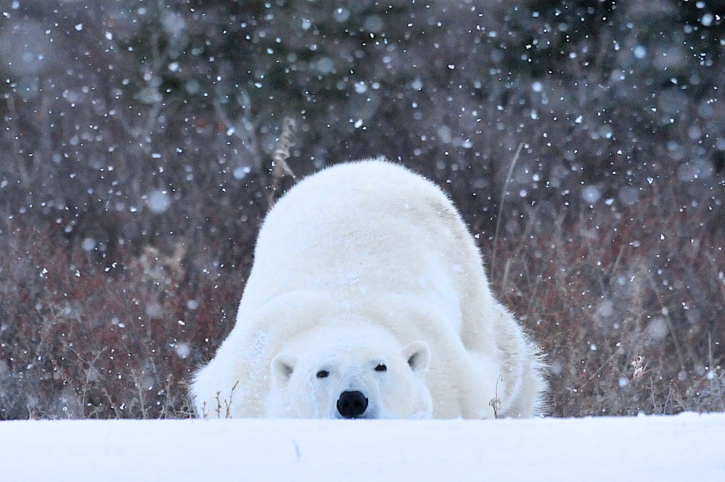 Monday mood. Polar bear t Seal River Heritage Lodge. Ian Johnson.