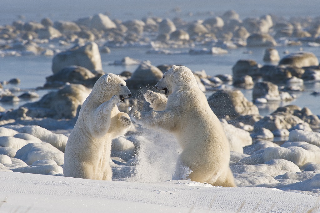 Polar bears sparring in the fall at Seal River Heritage Lodge. Dennis Fast photo.