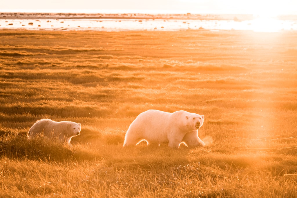 Polar bear mom and cub in late afternoon sun at Nanuk Polar Bear Lodge. Jad Davenport photo.