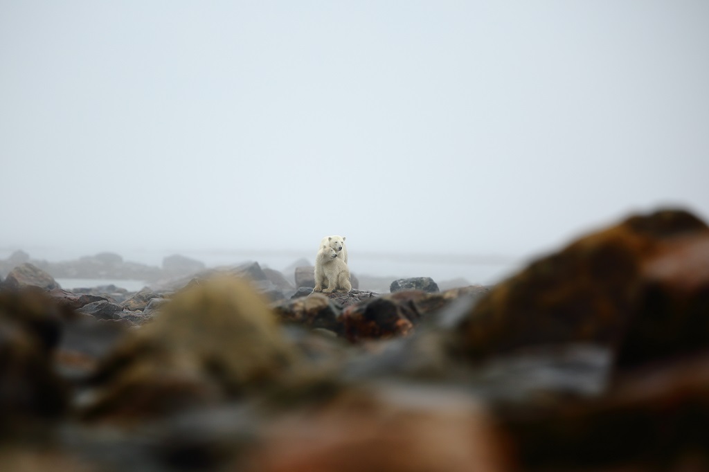 Tender moment between polar bear mom and cubs on the rocks at Seal River Heritage Lodge. Christopher Scully.