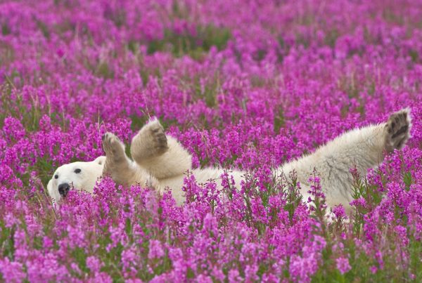 Polar bear lying in fireweed. Birds, Bears and Belugas departure at Seal River Heritage Lodge. Dennis Fast photo.