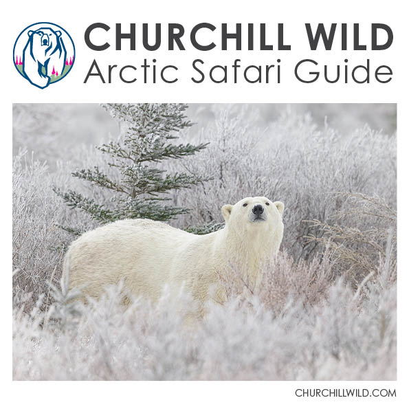 Polar Bear Safari Dates – 2021 Summer, Fall and Winter Polar Bear Tours and Photo Safaris
