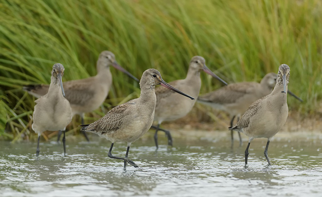 Hudsonian Godwits. The boreal forest is home for billions of birds. Charles Glatzer photo.