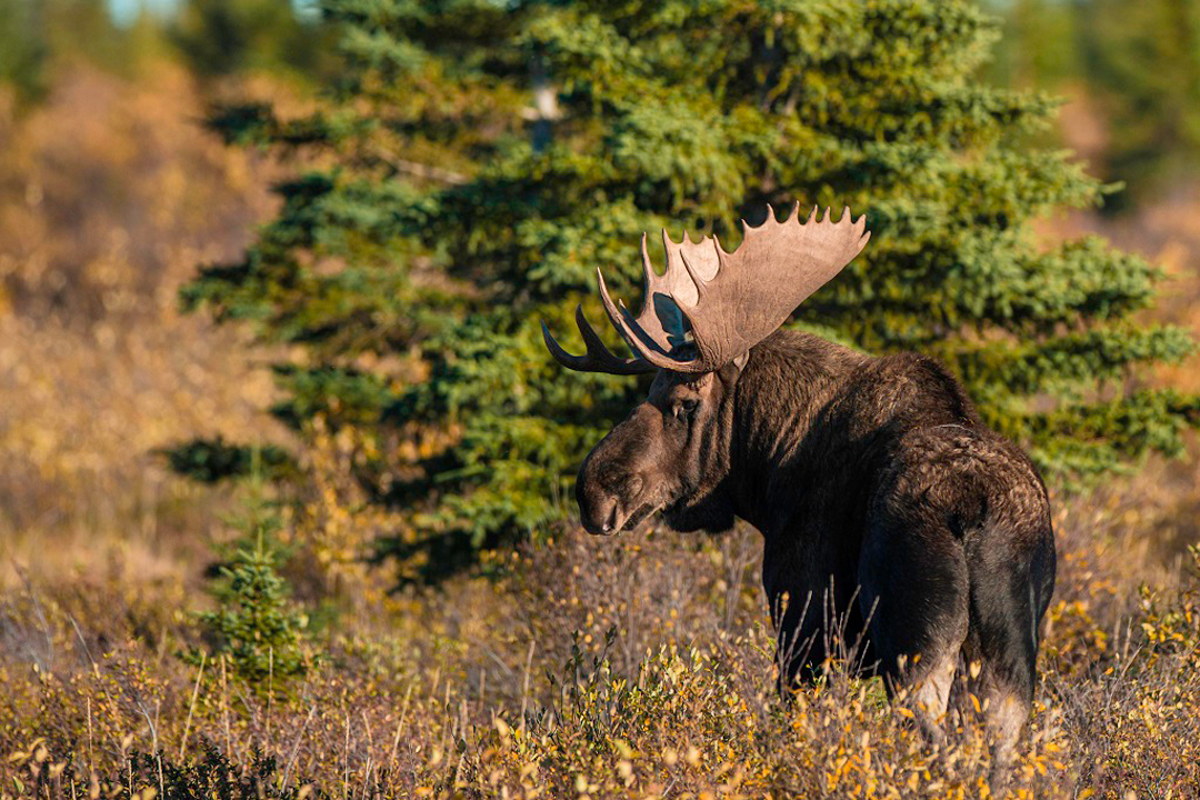Moose on the edge of the boreal forest at Nanuk Polar Bear Lodge. Jad Davenport photo.