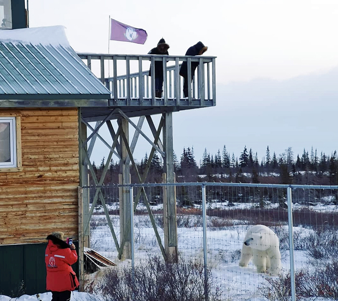 Guest photographing semi-resident polar bear Scarbrow on the Great Ice Bear Adventure at Dymond Lake Ecolodge. 