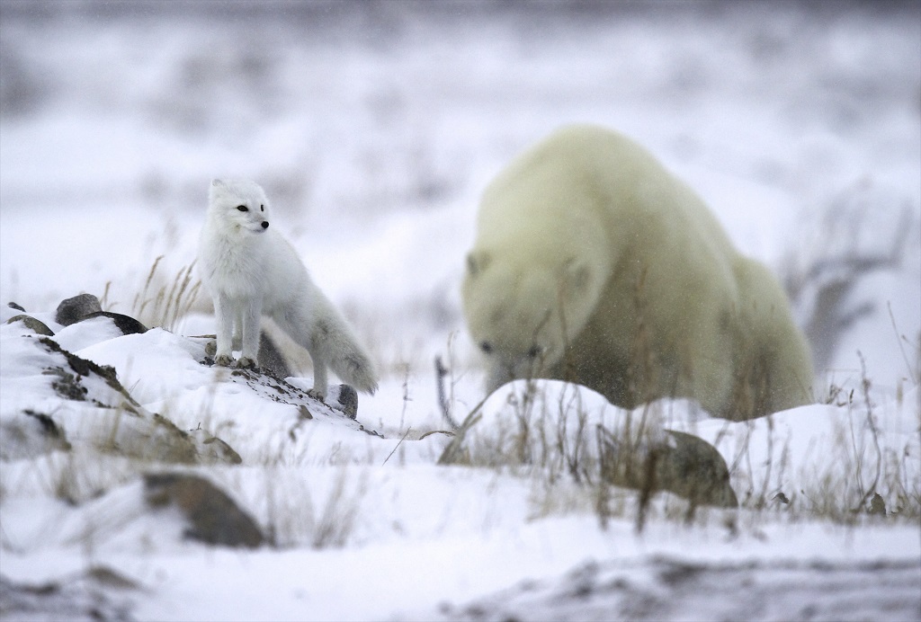 Arctic fox and polar bear at Seal River Heritage Lodge. C. Attinger photo.