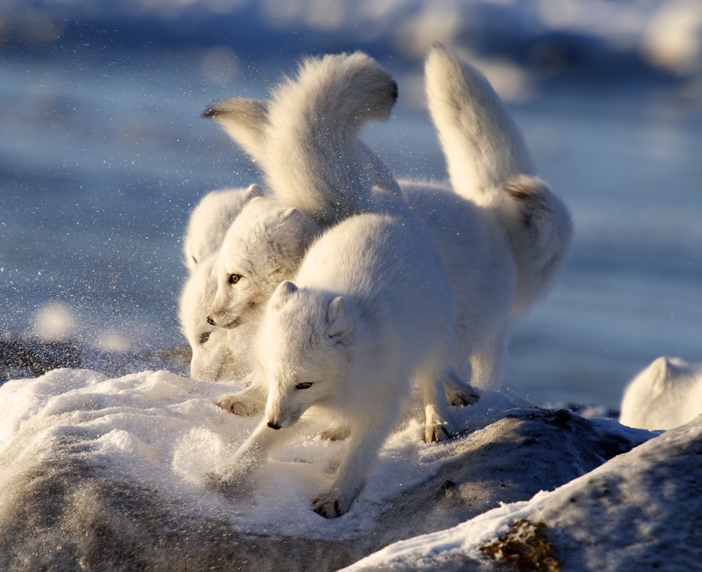 Arctic foxes playing at Seal River Heritage Lodge. Lydia Attinger photo.