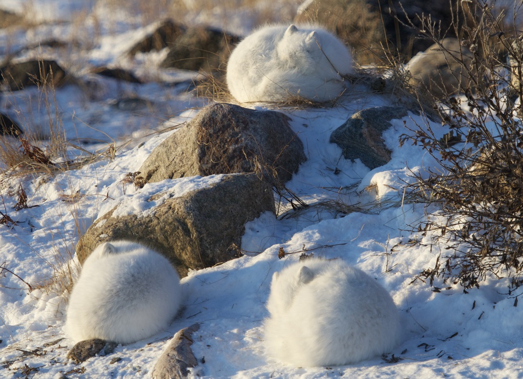 Arctic foxes curled up and warm at Seal River. Lydia Attinger photo.