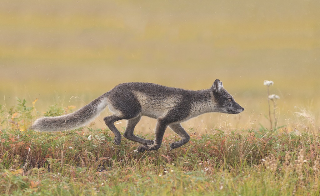 Cross fox on the move at Nanuk. Charles Glatzer photo.