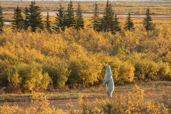 Polar bear standing in fall foliage. Nanuk Polar Bear Lodge.