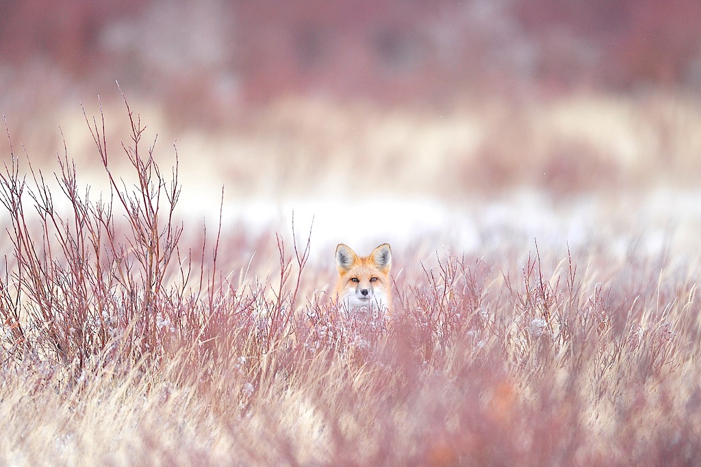Red fox. Nanuk Polar Bear Lodge. Ian Johnson photo.