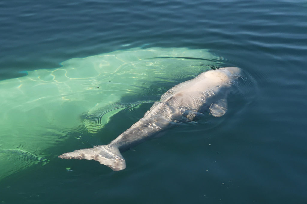 Beluga whale with calf_SRHL_Jerritt photo