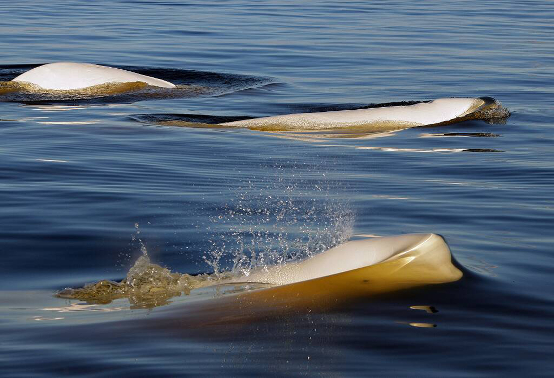 Beluga whales' white skin reflects the blues and greens of Hudson Bay.