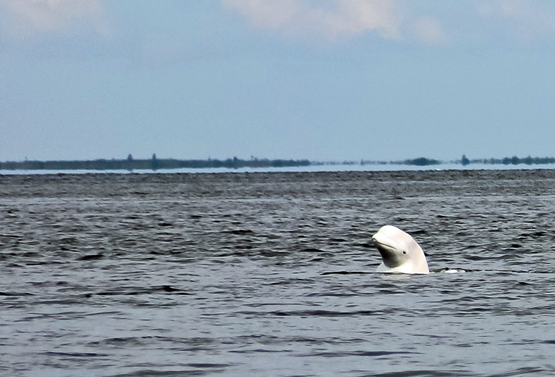 Curious beluga whale pops up at Seal River Heritage Lodge. Rudi Shumpert photo.