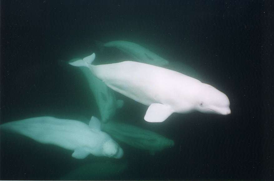 Ghostly white beluga whales. Seal River Heritage Lodge.