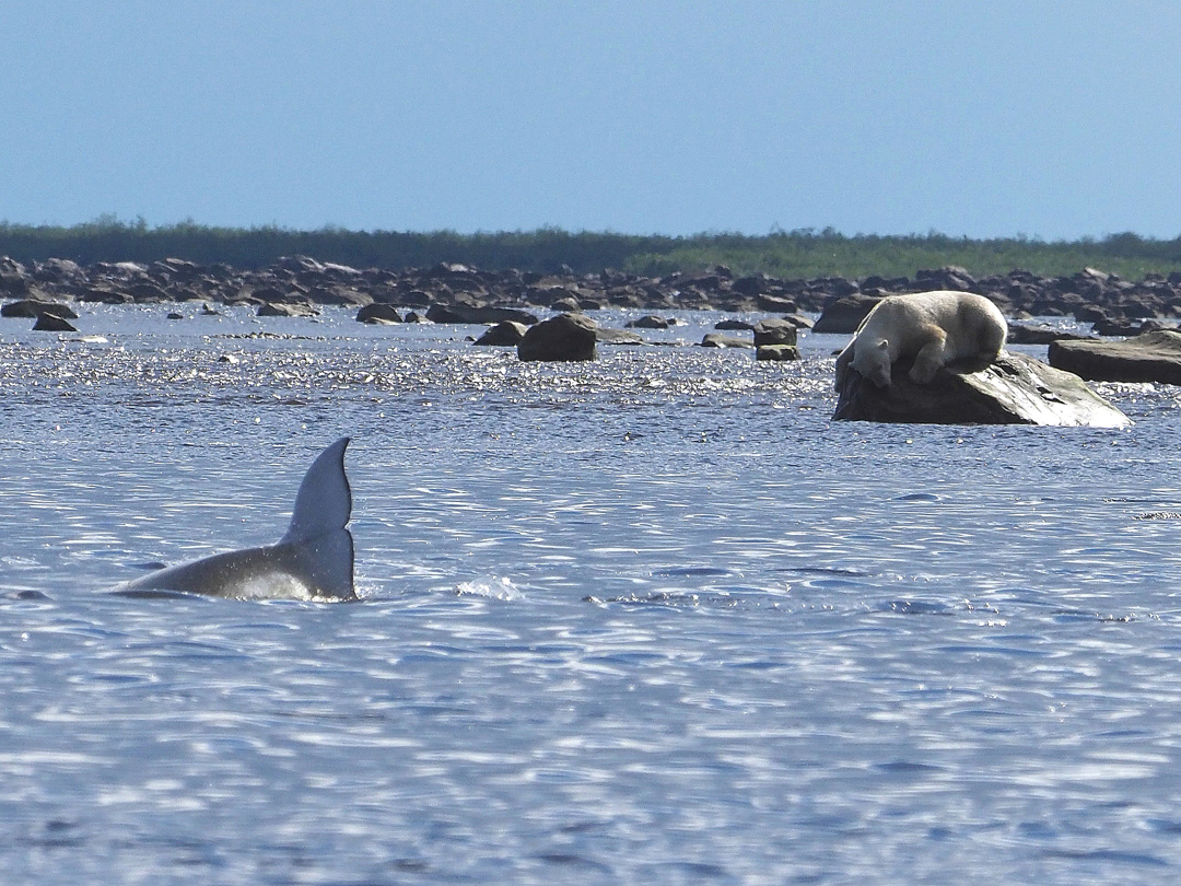 Polar bear trying to catch a beluga at Seal River. Quent Plett photo