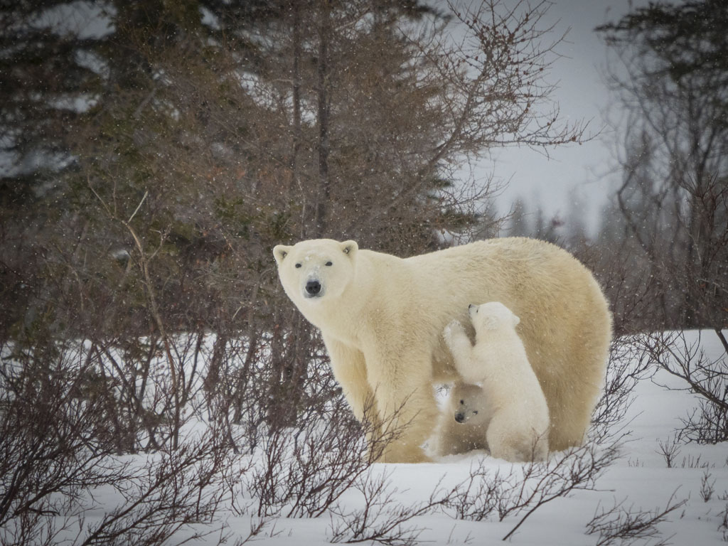 Mom with 12-week old polar bear cubs at Nanuk Polar Bear Lodge. Virginia Huang photo.