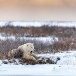 Honourable Mention - Polar Bears - Churchill Wild 2019 Guest Photo Contest - Mark Hunter - Polar Bear Photo Safari - Nanuk Polar Bear Lodge