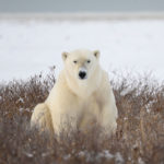 Honourable Mention - Polar Bears - Churchill Wild 2019 Guest Photo Contest - Jeff MacDonald - Polar Bear Photo Safari - Nanuk Polar Bear Lodge