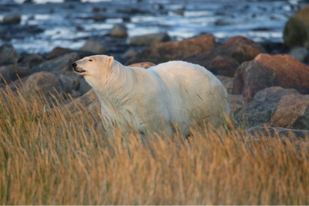 Honourable Mention - Polar Bears - Churchill Wild 2019 Guest Photo Contest - Lynne Fox - Summer Dual Lodge Safari - Nanuk Polar Bear Lodge and Seal River Heritage Lodge