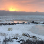 2nd Place - Amateur - Churchill Wild 2019 Guest Photo Contest - Dalia Katzir - Polar Bear Photo Safari - Seal River Heritage Lodge