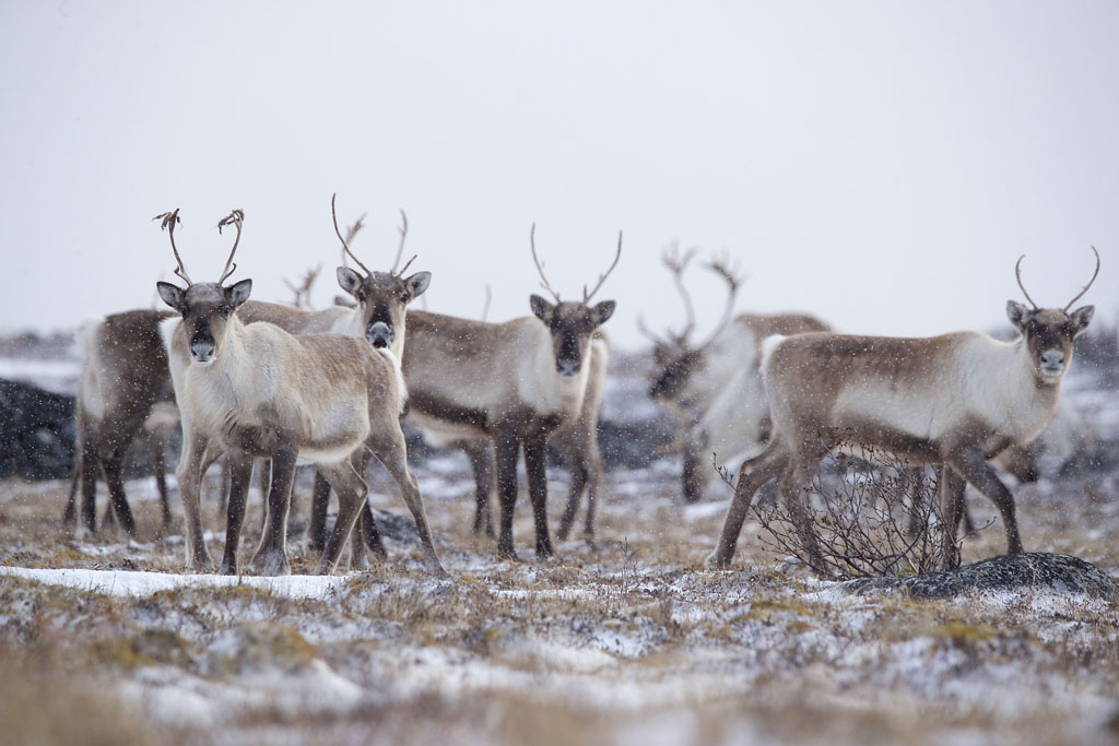 Caribou at Seal River Heritage Lodge. Andy Skillen photo.