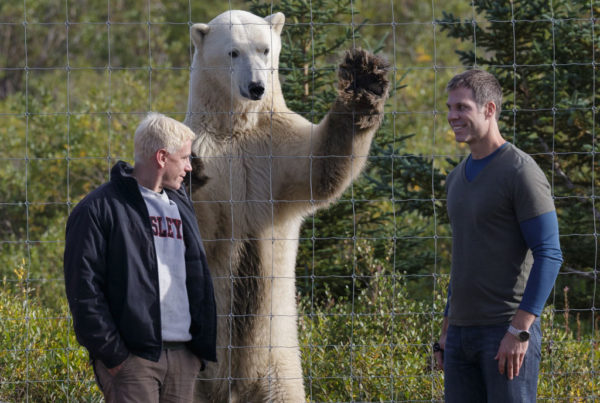 Curious polar bear. Nanuk Polar Bear Lodge. Charlese Glatzer photo.