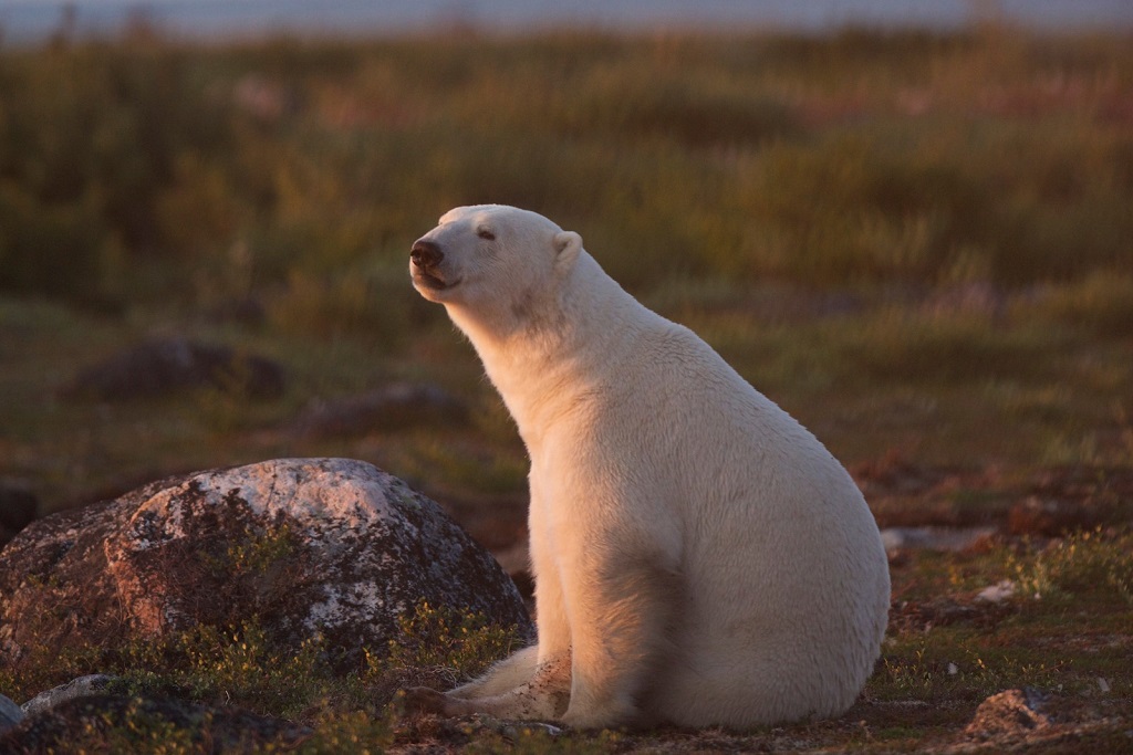 For many of us, even polar bears, travel is everything. Jad Davenport photo.