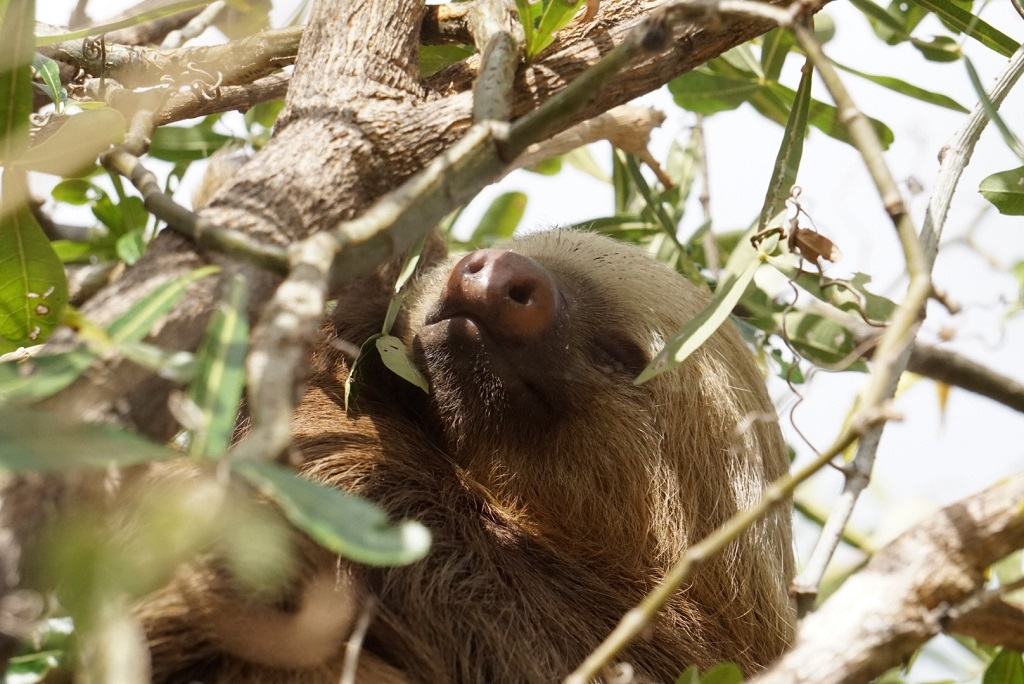 My spirit animal. A wild sloth. Vanessa Desorcy photo.