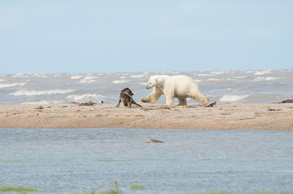 Polar bear and wolf fight on the beach at Nanuk Polar Bear Lodge. Anne Bastien photo.