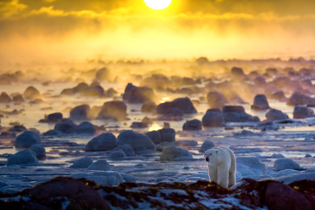 Polar bear crossing ice-covered rocks as the sun sets over Hudson Bay. Howard Sheridan photo.