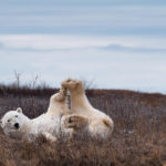2nd Place - Polar Bears - Churchill Wild 2019 Guest Photo Contest - Marielena Smith - Fall Dual Lodge Safari - Nanuk Polar Bear Lodge and Seal River Heritage Lodge