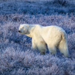 3rd Place - Polar Bears - Churchill Wild 2019 Guest Photo Contest - Rob Julien - Fall Dual Lodge Safari - Nanuk Polar Bear Lodge and Seal River Heritage Lodge