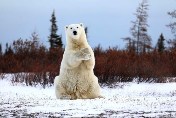 Polar bear sitting. Teresa McDaniel photo.