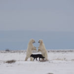 Wolf between polar bears at Nanuk Polar Bear Lodge. Jianguo Xie photo.