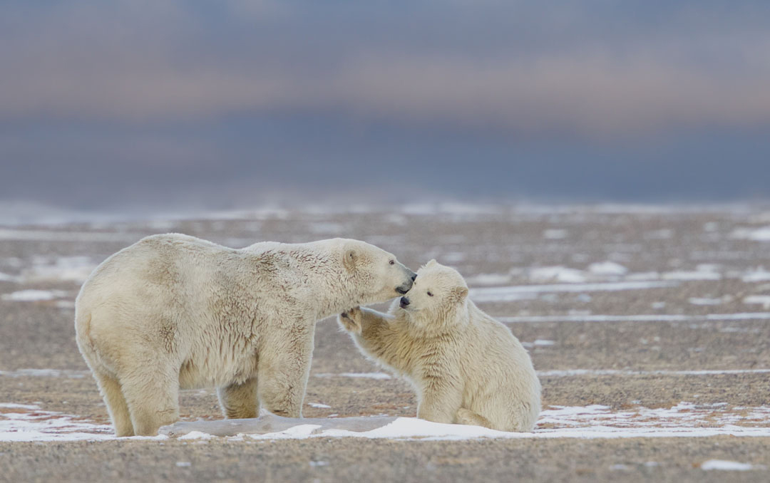Polar bear cub talking to Mom. Seal River Heritage Lodge. Missy Mandel photo.