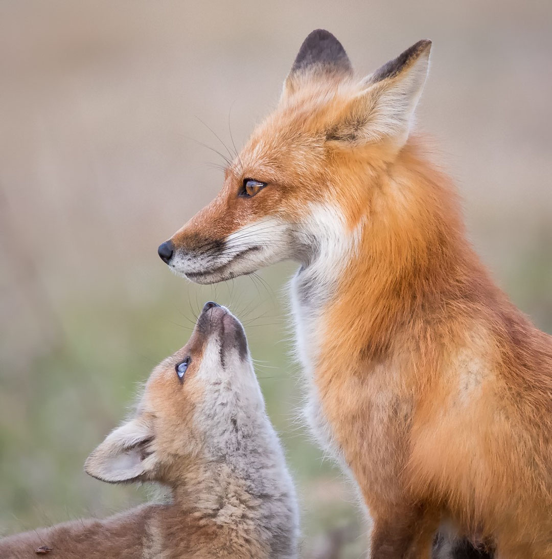 Tender moment for red foxes at Friday Harbor. Missy Mandel photo.