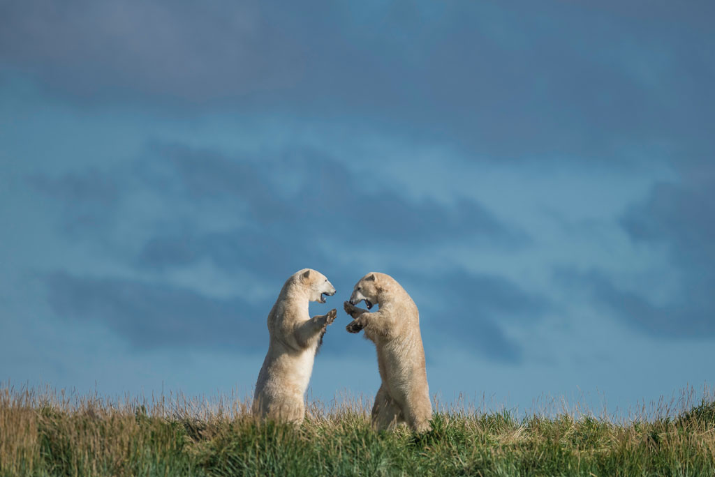 Summer polar bears sparring at Seal River Heritage Lodge. Jad Davenport photo.