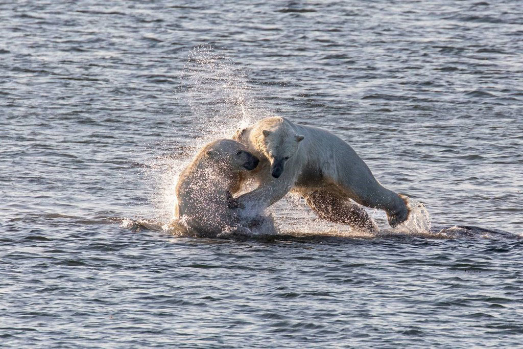 Polar bears sparring in Hudson Bay. Seal River Heritage Lodge. Ken Drozd photo.