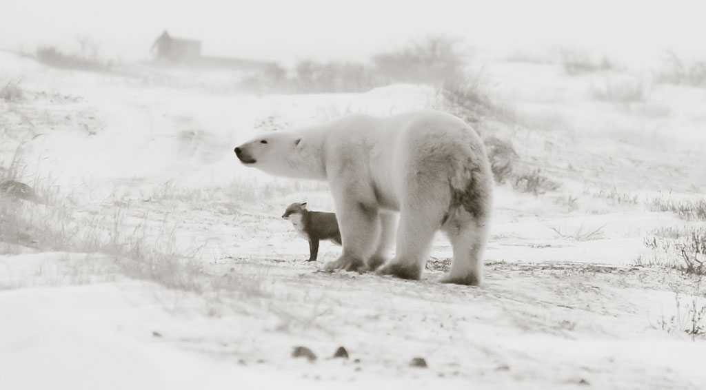 Two against the storm. Polar bear and Arctic fox at Seal River Heritage Lodge. Birgit Duval.