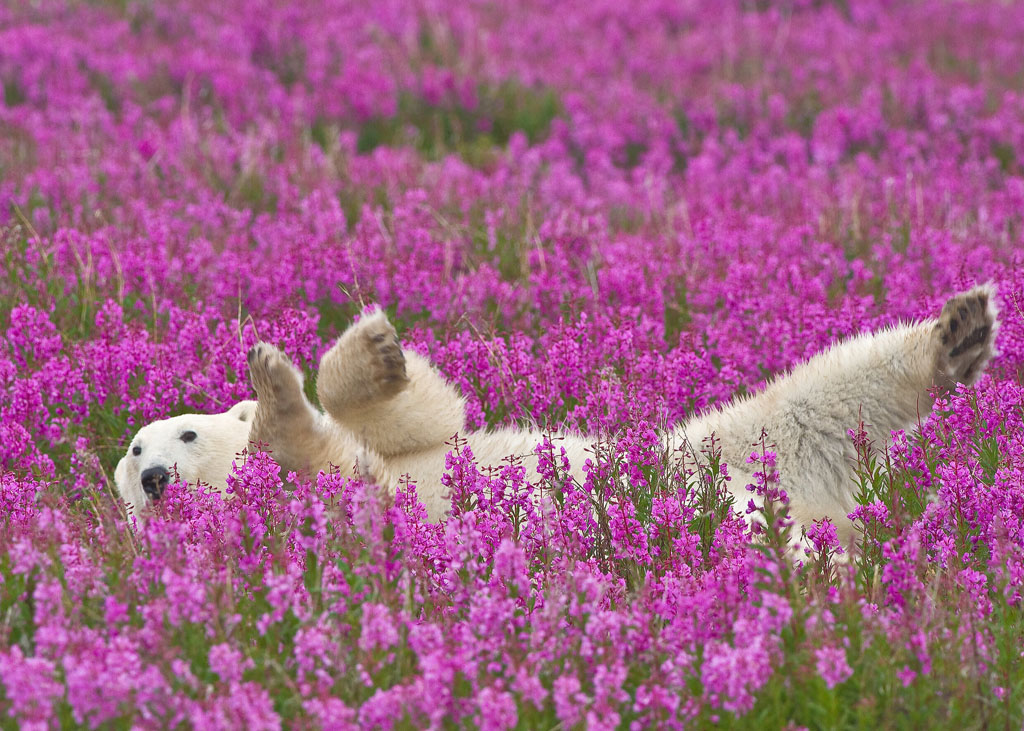 Polar bear lying in a bed of fireweed. Dennis Fast photo.