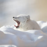 Arctic fox yawning at Seal River Heritage Lodge. Ruth Elwell-Steck photo. Lodge