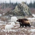 Wolverine vs Arctic foxes. Nanuk Polar Bear Lodge. Andrew Pugh photo.