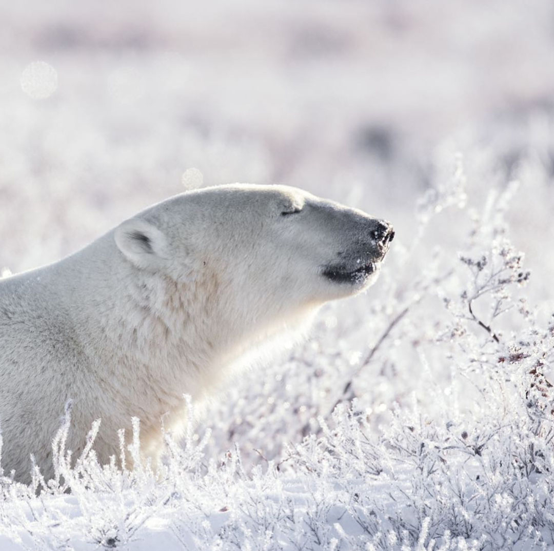 Polar bear in the frost. Seal River Heritage Lodge. Missy Mandel photo.
