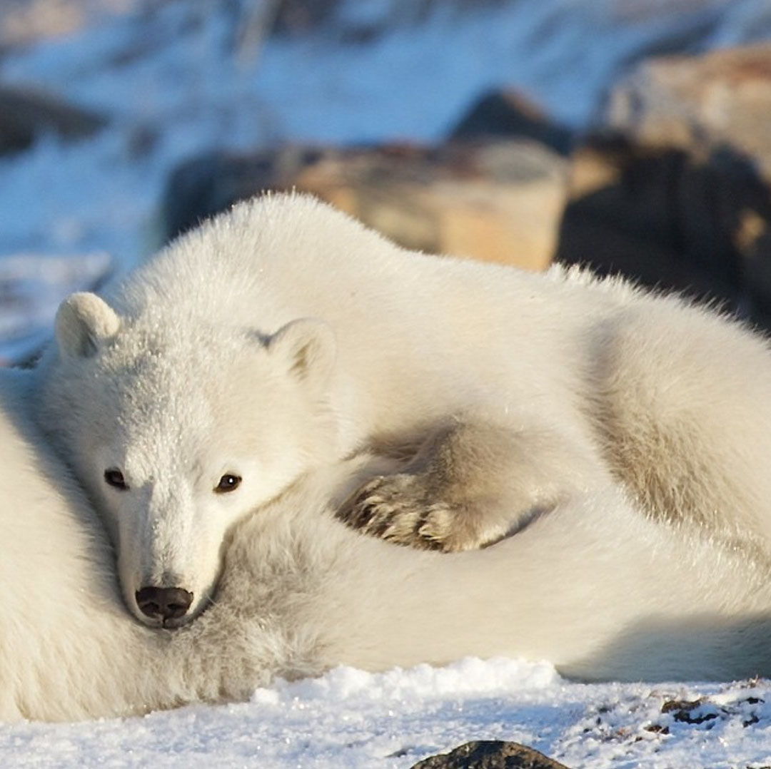 A little warmth before the ice forms. Missy Mandel polar bear cub photo.