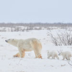 Mom and cubs heading for Hudson Bay at Nanuk Polar Bear Lodge. Albert Saunders photo.