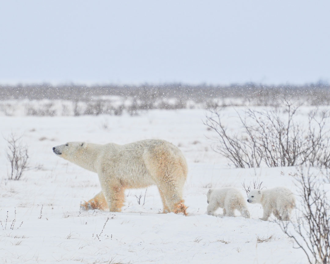 Mom and cubs heading for Hudson Bay at Nanuk Polar Bear Lodge. Albert Saunders photo.