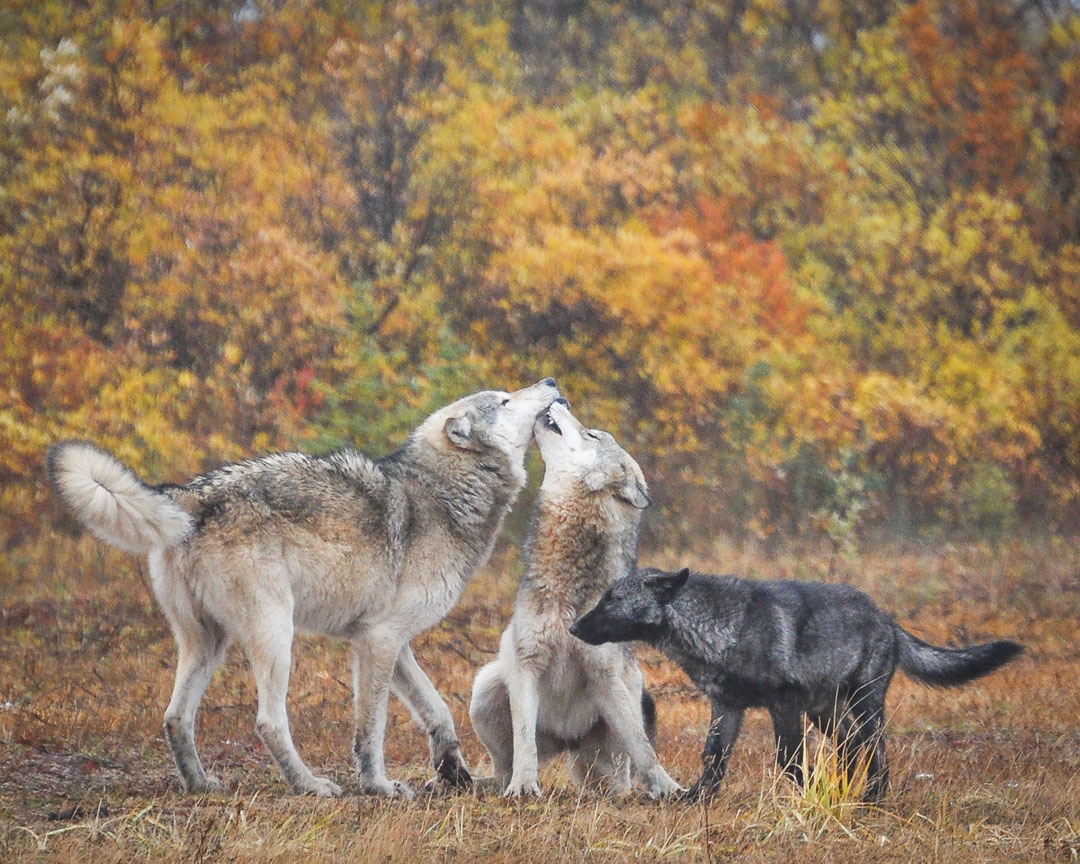 Wolves playing at Nanuk. Albert Saunders photo..