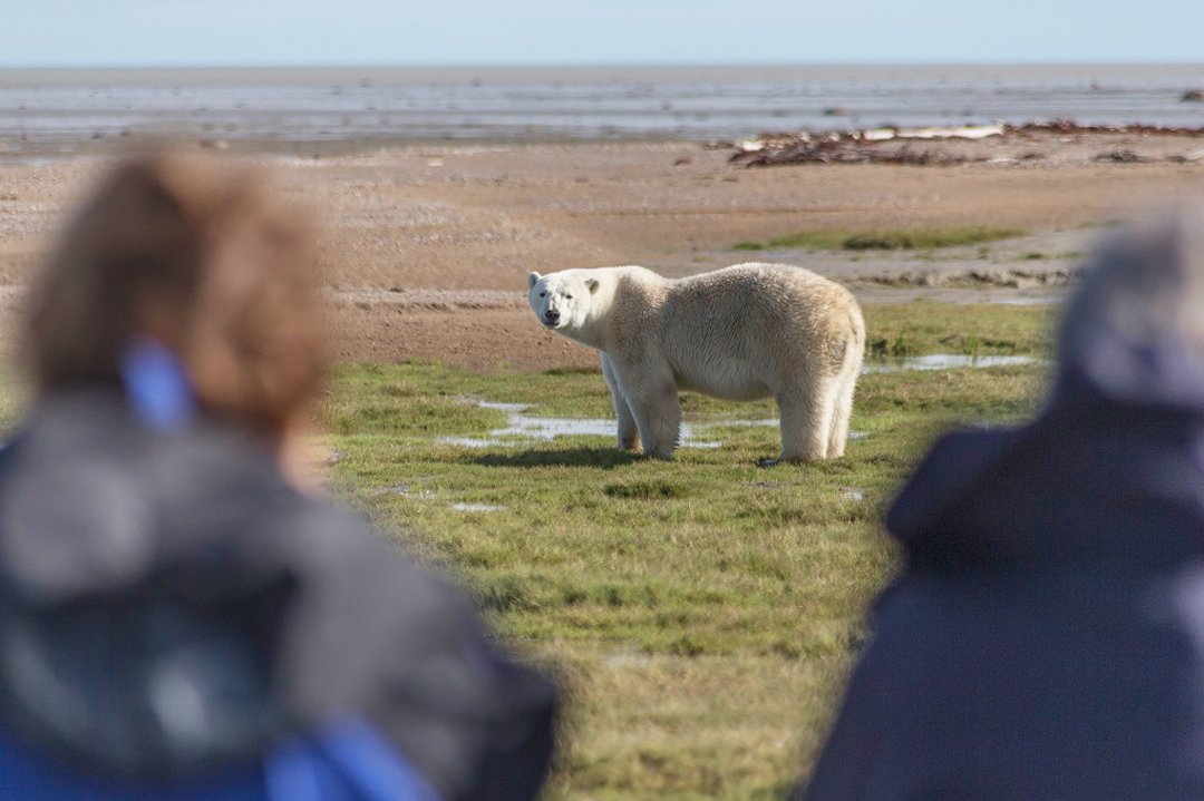 Guests photographing polar bears at Nanuk Polar Bear Lodge. Robert Postma photo.